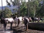 Image: La Merced - Otavalo and surrounds, Ecuador