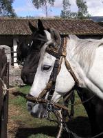 Image: Henry - Otavalo and surrounds, Ecuador