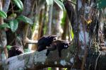 Image: Sacha Lodge - The Amazon, Ecuador