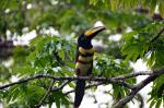 Image: Sacha Lodge - The Amazon, Ecuador