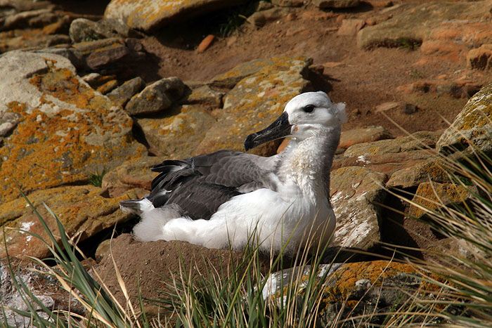 FK0310LD0238_saunders-black-browed-albatross.jpg [© Last Frontiers Ltd]