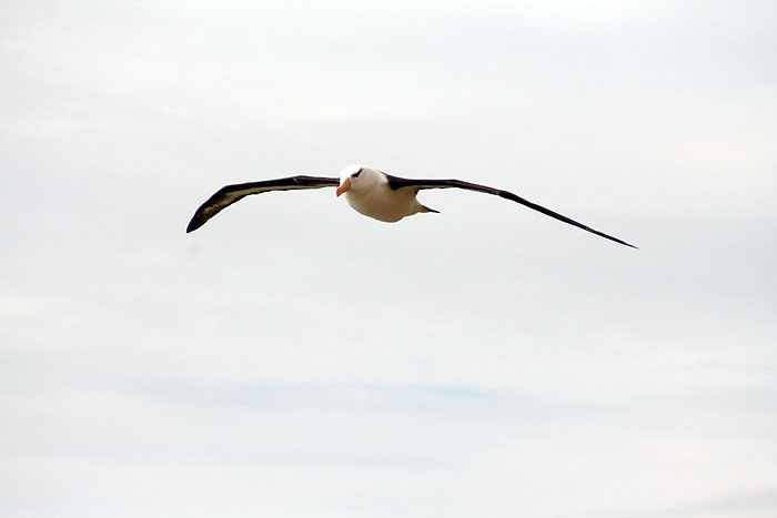 FK0310LD0243_saunders-black-browed-albatross.jpg [© Last Frontiers Ltd]