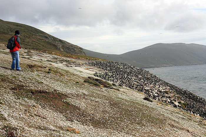 FK0310LD0257_saunders-rockhopper-penguin-colony.jpg [© Last Frontiers Ltd]