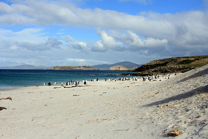 FK0310LD0390_carcass-gentoo-penguins.jpg [© Last Frontiers Ltd]