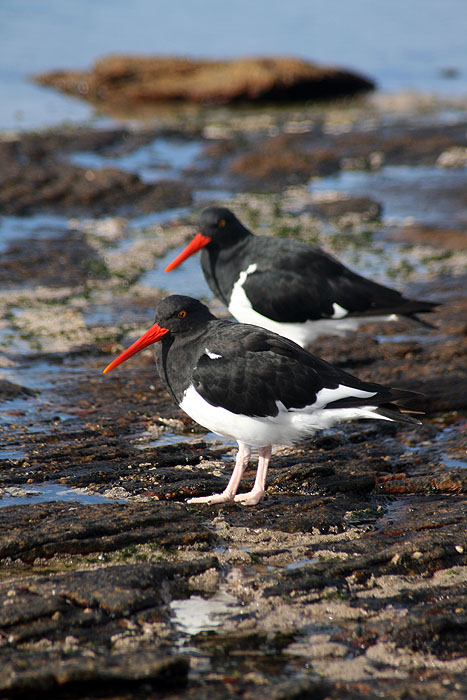 FK0310LD0445_carcass-magellanic-oystercatcher.jpg [© Last Frontiers Ltd]