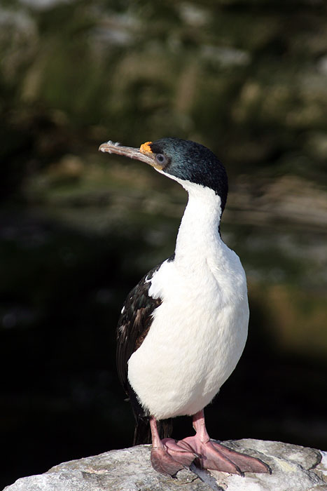 FK0310LD0510_sealion-imperial-shag.jpg [© Last Frontiers Ltd]