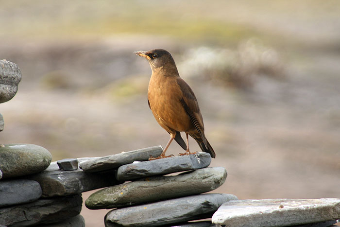 FK0310LD0544_sealion-tussacbird.jpg [© Last Frontiers Ltd]