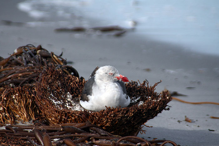 FK0310LD0553_sealion-dolphin-gull.jpg [© Last Frontiers Ltd]