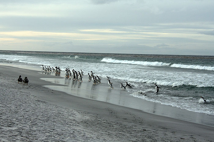 FK0310LD0589_sealion-gentoo-penguins.jpg [© Last Frontiers Ltd]