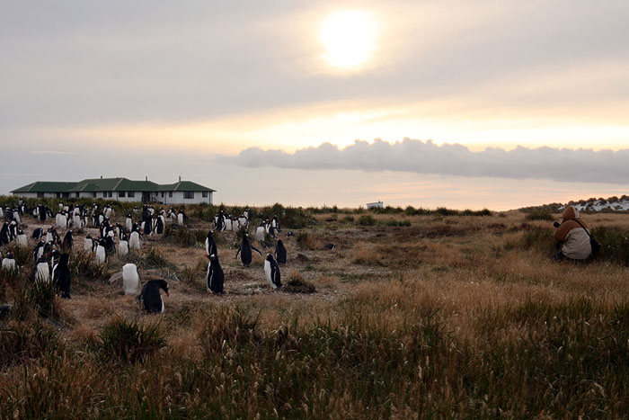 FK0310LD0641_sealion-gentoo-penguins-and-lodge.jpg [© Last Frontiers Ltd]