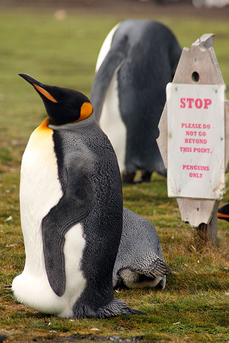 FK0310LD0719_volunteer-point-king-penguins.jpg [© Last Frontiers Ltd]