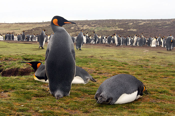 FK0310LD0732_volunteer-point-king-penguins.jpg [© Last Frontiers Ltd]