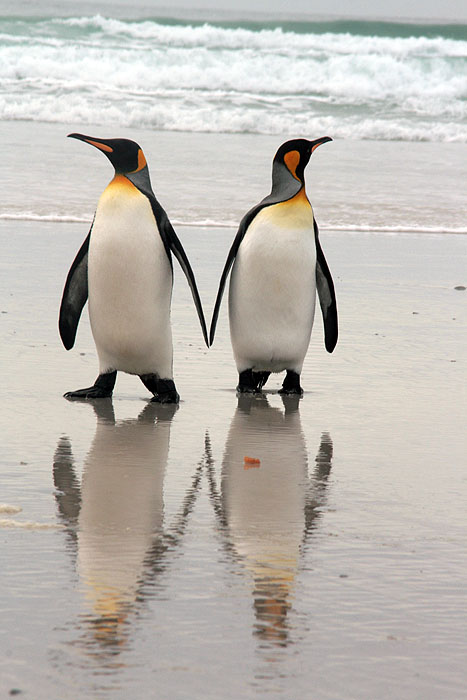 FK0310LD0862_volunteer-point-king-penguins.jpg [© Last Frontiers Ltd]