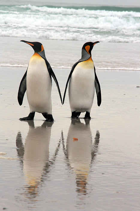 FK0310LD0862_volunteer-point-king-penguins.jpg [© Last Frontiers Ltd]