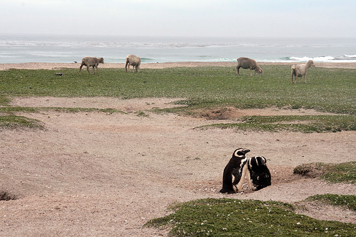 FK0310LD0877_volunteer-point-magellanic-penguins.jpg [© Last Frontiers Ltd]