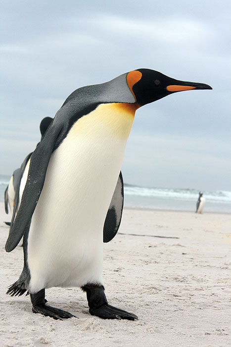 FK0310LD0924_volunteer-point-king-penguins.jpg [© Last Frontiers Ltd]