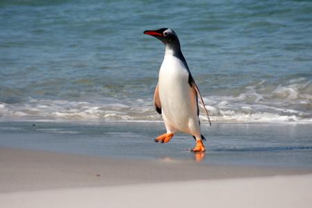 An 8 day visit exploring the distant Falkland Islands, famed for their wildlife which has little fear of man. The scenery is diverse and the climate can be surprisingly mild! Itinerary idea thumbnail