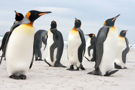 Penguins galore