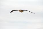 Black-browed albatross