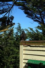 Image: Carcass Lodge - West Falkland