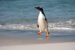 Carcass Island - West Falkland, Falkland Islands