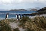 Image: Carcass Island - West Falkland