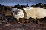 Image: Carcass Island - West Falkland