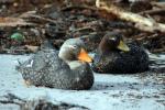 Sea Lion Island - East Falkland, Falkland Islands