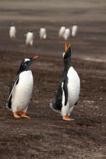 Image: Sea Lion Island - East Falkland