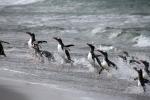 Gentoo penguins heading home at dusk