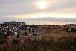 Image: Sea Lion Island - East Falkland, Falkland Islands