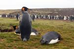 Image: Volunteer Point - East Falkland