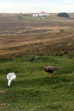 Image: Volunteer Point - East Falkland