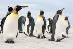 Volunteer Point - East Falkland, Falkland Islands