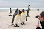 Image: Volunteer Point - East Falkland