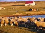 Bleaker Island - East Falkland, Falkland Islands