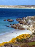 Image: Gypsy Cove - East Falkland