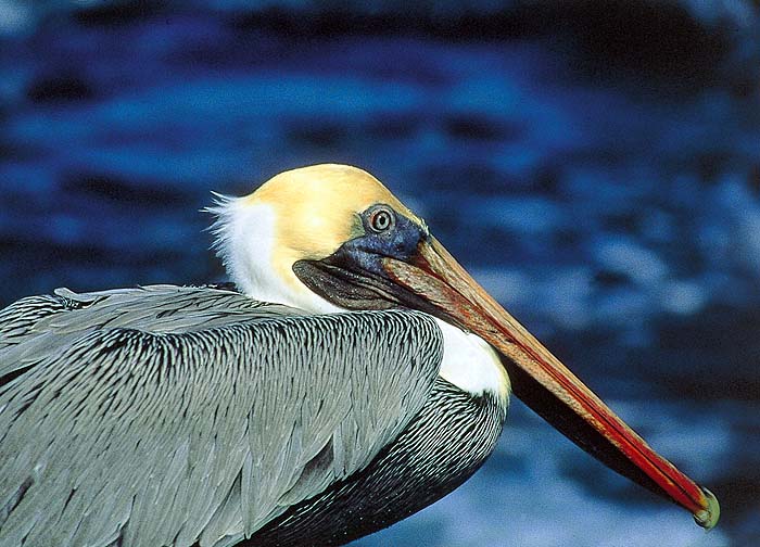 GP0195EPB36_pelican.jpg [© Last Frontiers Ltd]