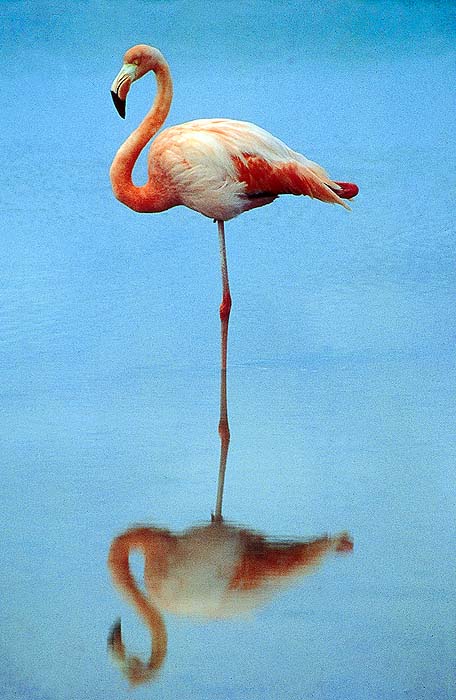 GP0195EPB41_flamingo.jpg [© Last Frontiers Ltd]