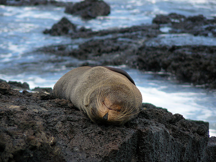 GP0310SM123_puerto-egas-santiago-fur-seal.jpg [© Last Frontiers Ltd]
