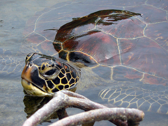 GP0310SM249_punta-espinoza-fernandina-turtle.jpg [© Last Frontiers Ltd]