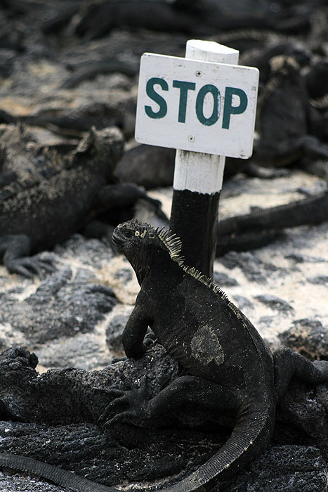 GP0608ED282_fernandina-marine-iguana.jpg [© Last Frontiers Ltd]