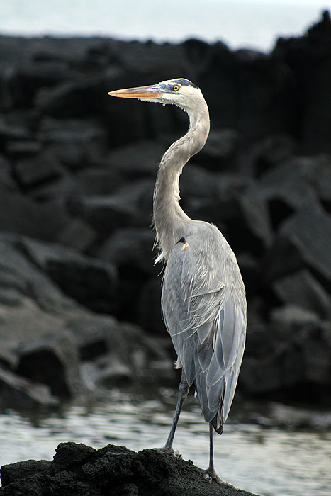 GP0608ED297_fernandina-heron.jpg [© Last Frontiers Ltd]