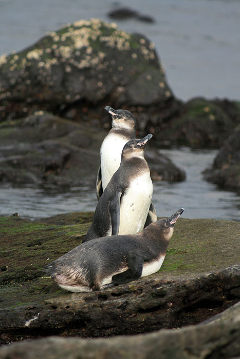 GP0608ED482_james-penguins.jpg [© Last Frontiers Ltd]