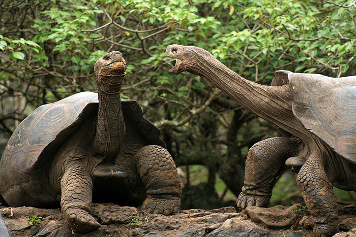 GP0608ED576_san-cristobal-giant-tortoise-research-station.jpg [© Last Frontiers Ltd]