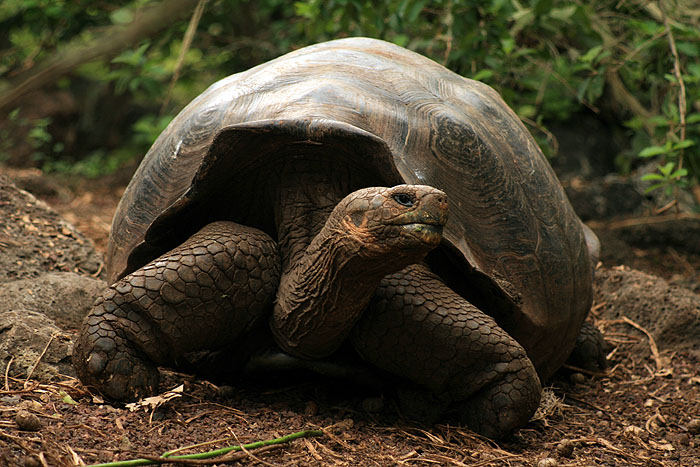 GP0608ED579_san-cristobal-giant-tortoise-research-station.jpg [© Last Frontiers Ltd]