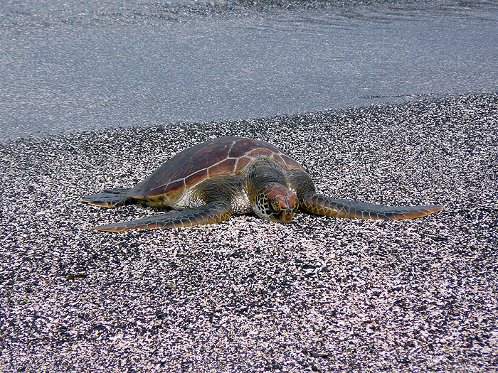 GP0608RB0689_green-turtle-fernandina.jpg [© Last Frontiers Ltd]