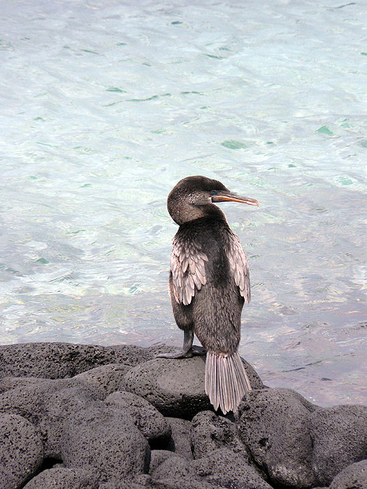 GP0608RB0699_flightless-cormorant-fernandina.jpg [© Last Frontiers Ltd]
