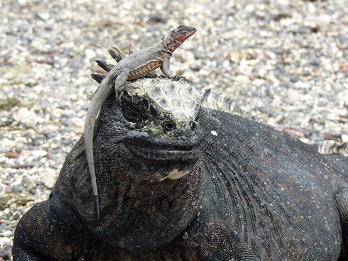 GP0608RB0702_marine-iguanas-fernandina.jpg [© Last Frontiers Ltd]