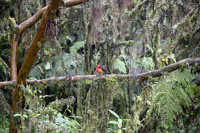 GP0908EP124_isabela-vermillion-flycatcher.jpg [© Last Frontiers Ltd]